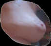 mx5.jpg (42747 octets)