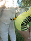 sting10.jpg (42134 octets)